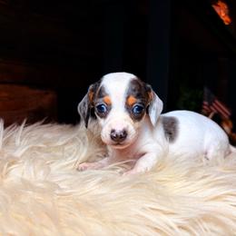 Juliet - Dapple female Dachshund puppy in Washburn, Tennessee from Clinch Mountain Dachshunds