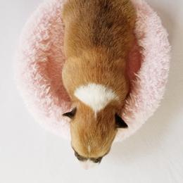 Pembroke Welsh Corgi Puppies from Whimsical Treasure Corgis