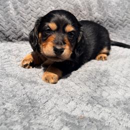 Lolly - Black and tan female Dachshund puppy in Lake Dallas, Texas from 2L Dachshunds