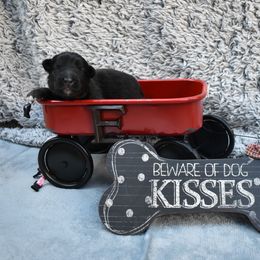 Shiloh Shepherd Puppies from Echo Shilohs