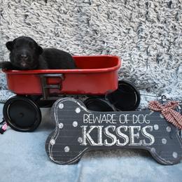 Shiloh Shepherd Puppies from Echo Shilohs