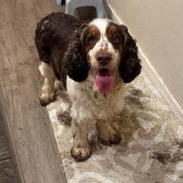 Lola - Liver white and tan female English Springer Spaniel puppy in Coeur D'alene, Idaho from Springer Hollow