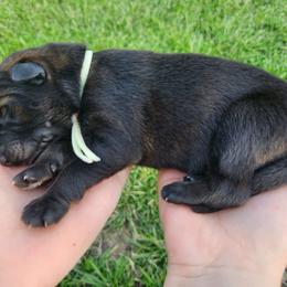 Blue collar - Black and tan male German Shepherd puppy in Ramsey, Illinois from Haus-Farr German Shepherds