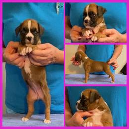 Blossom Hot Pink - Fawn female Boxer puppy in Butler, Pennsylvania from Schaible's Boxer Huddle