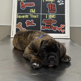 Boxer Puppies from Sergeant's Boxers