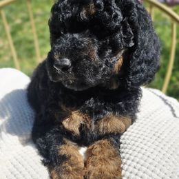 Black - Phantom male Poodle puppy in Cool, California from Foothill Aussies