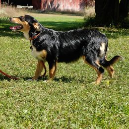 Girl 1 - Black tri female Miniature Australian Shepherd puppy in Fife Lake, Michigan from HaVen Homestead Miniature Australian Shepherds