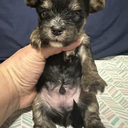 Sausage - Tan male Yorkshire Terrier puppy in Rochester, New York from Tnt Yorkies and Cosmic corgis