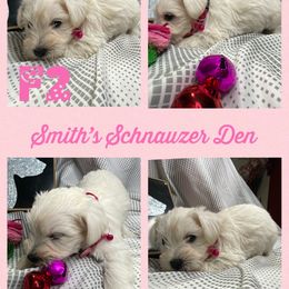 Cocker Spaniel and Miniature Schnauzer Puppies from Smith’s Schnauzer Den