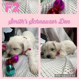 Cocker Spaniel and Miniature Schnauzer Puppies from Smith’s Schnauzer Den