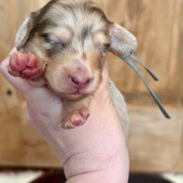 Phantom - Chocolate and cream male Dachshund puppy in Bennett, North Carolina from Cherished Dachshunds