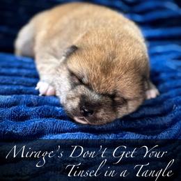 Tinsel - Red female Shiba Inu puppy in Gladewater, Texas from Mirage Siberians