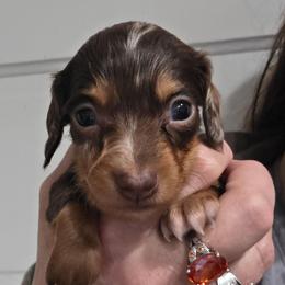 Ellie's chocolate and tan dapple longhair girl - Dapple female Dachshund puppy in Declo, Idaho from Dozendachs