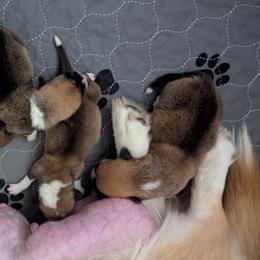 Emerald - Fawn female Pembroke Welsh Corgi puppy in Beaverton, Oregon from Pordr Corgis