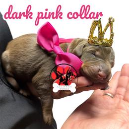 Dark pink collar - Red and rust female Doberman Pinscher puppy in Canton, Ohio from Aaliyah’s Dobies