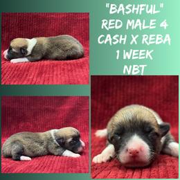 Bashful - Red male Pembroke Welsh Corgi puppy in Stephenville, Texas from Rising JM Pembrokes