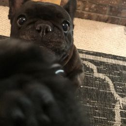French Bulldog All Grown Up from Willows French Bulldogs