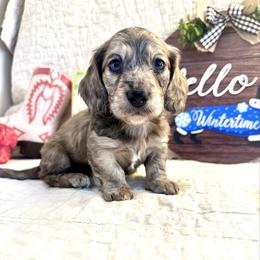 Quicksilver - Dapple male Dachshund puppy in Hensley, Arkansas from The Dachshund Barn