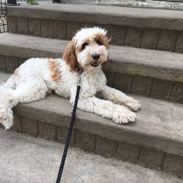 Sundance - Goldendoodle