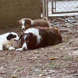 Australian Shepherd Puppies from Best Aussies