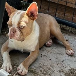 Magi - Lilac male Boston Terrier puppy in Yakima, Washington from Barnett’s AKC Boston Terriers