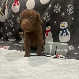 Black Dot - Brown male Chesapeake Bay Retriever puppy in Wisconsin Dells, Wisconsin from Kilbourn Chesapeakes