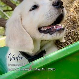 Vader - Light golden male Golden Retriever puppy in Cashion, Oklahoma from Aurum Purus Golden Retrievers