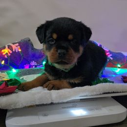Green boy - Black and mahogany male Rottweiler puppy in Lake City, Florida from Haus Der Wut Kennels