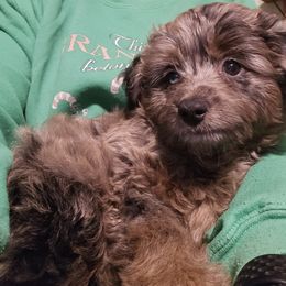 Aussiedoodle, Poodle, and Toy Australian Shepherd Puppies from Wild Farm Puppies