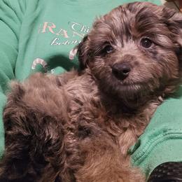 Aussiedoodle, Poodle, and Toy Australian Shepherd Puppies from Wild Farm Puppies