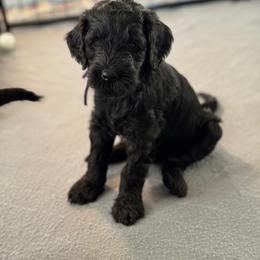 Goldendoodle Puppies from Wrigley's Doodles