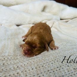 Holly - Red and white female Cockapoo puppy in Alexandria, Alabama from Bright and Beautiful Cockapoos and Doodles