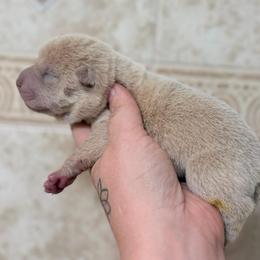 Ronal - Cream dilute female Chinese Shar-Pei puppy in Lehigh Acres, Florida from Florida Wrinkles