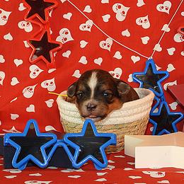 Patriot - Red sable male Havanese puppy in Salt Lake City, Utah from Steal Your Heart Havanese