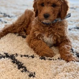 Bernedoodle and Goldendoodle Puppies from Hello Doodle Ranch