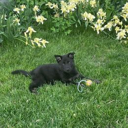 German Shepherds from Alte Baum Kennel