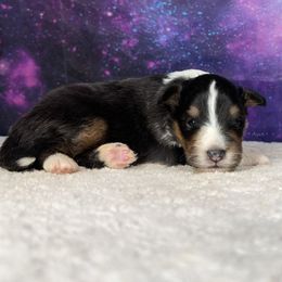 Tri girl - Black white and tan female Shetland Sheepdog puppy in Elk, Washington from Asgard Shetland Sheepdogs