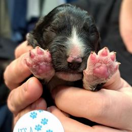 Jeffrey - Tri-color male Bernedoodle puppy in Lafayette, Alabama from Williams Lake Doodles