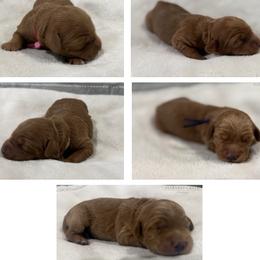 Girl 4 Selection - Red  female Goldendoodle puppy in Pleasant Hill, Iowa from Harvest Creek