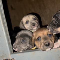 Mountain Cur Puppies from Walnut Ridge Mountain Curs