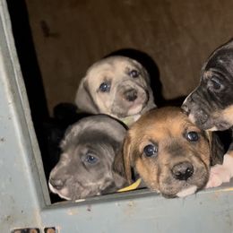 Mountain Cur Puppies from Walnut Ridge Mountain Curs