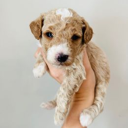 Milo - Apricot male Goldendoodle puppy in Auburn, Indiana from Martin’s Doodles
