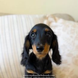 Arlo - Black and tan male Dachshund puppy in Cape Coral, Florida from Dear Dachshunds
