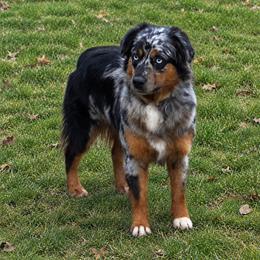 Poppy - Australian Shepherd