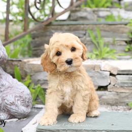 Joy - Red female Cockapoo puppy in Canastota, New York from Silver City Cockapoos