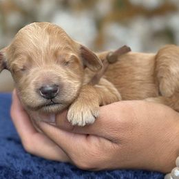 Brown collar male - Apricot male Goldendoodle puppy in Yuciapa, California from AlltheDoodlez_