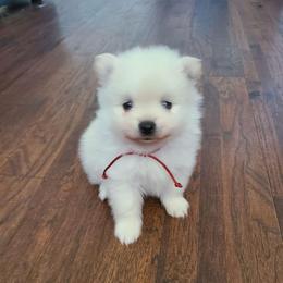 Boy 3 - Cream male Pomeranian puppy in Ontario, California from Cynthia's Pomeranians