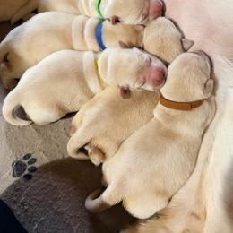 Boy 3 - Yellow male Labrador Retriever puppy in Hoosick Falls, New York from Findaway Labradors