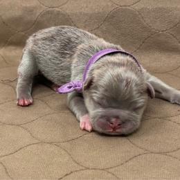 Girl 2 - Liver female French Bulldog puppy in Amarillo, Texas from Bomb City Bulldogs