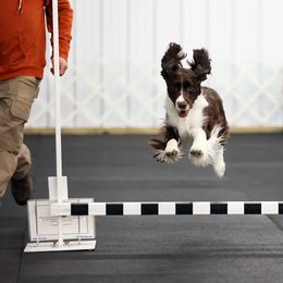 English Springer Spaniel, Field Spaniel, and Labrador Retriever All Grown Up from Three Doves